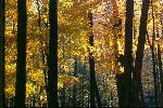 Fall Color - Trees