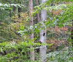 Pileated Woodpecker in the Forest