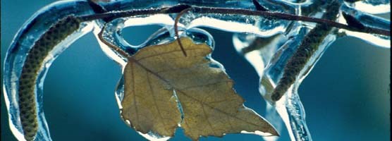 Lone leaf encased in ice.