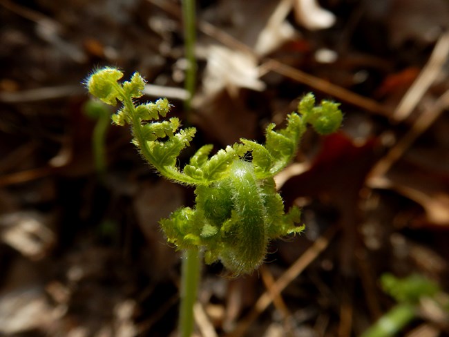 Close up of fern frond unfurling