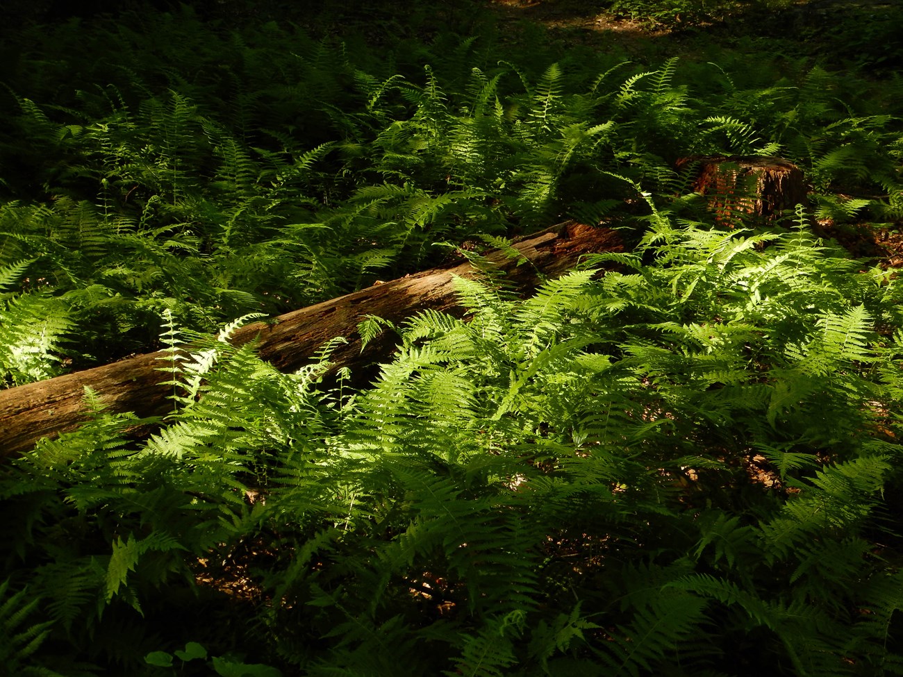 Multiple ferns covering forest floor and surrounding decayed log