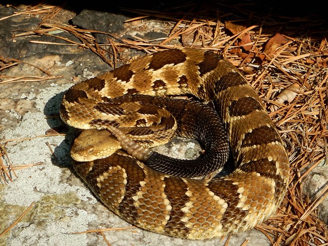 A coiled dark brown and tan rattlesnake on a rock.