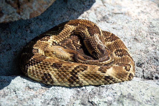 Timber Rattlesnake Coiled On A Rock Surface
