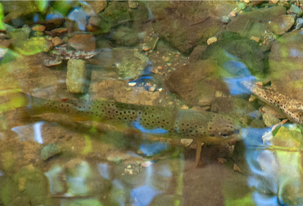 Brown trout in shallow creek