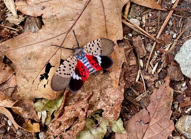Spotted lanternfly, insect with long antennae, brown with black spots outer wings and red with black spots inner wings.