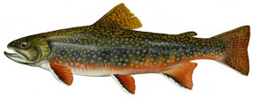 Salvelinus fontinalis