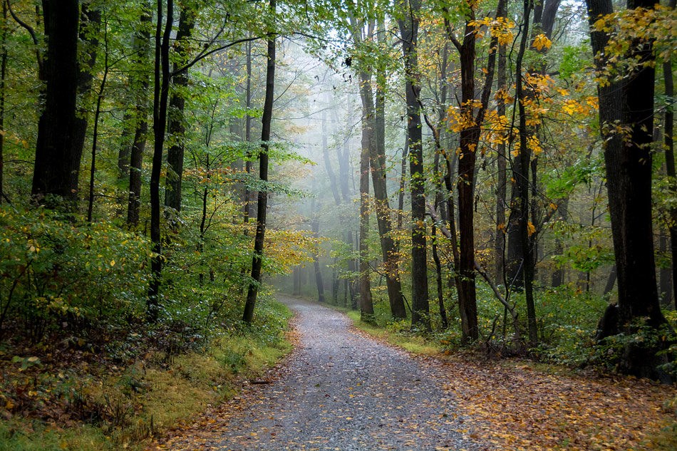 Winding gravel road in the forest. Light fog is in the treetops