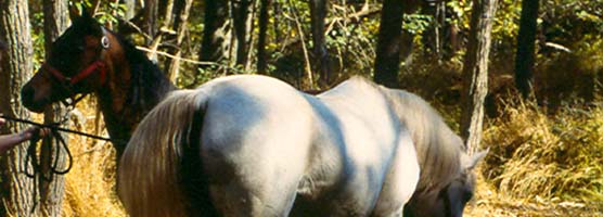 Two horses getting ready for a ride on the horse trails.