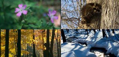 Four seasons of fun, wildflowers (geranium), wildlife (raccoon), fall colors and winter wonders.