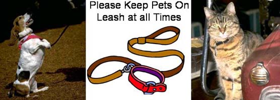 Image collage of dog begging on lease, Please keep pets on a leash with picture of leash, car on leash hanging out of a car window.