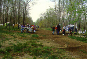 Poplar Grove campsite in summer