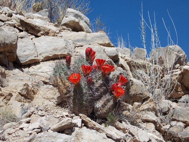 Photo of red blooming claret cup cactus.