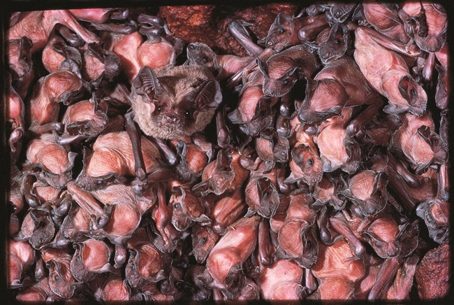 Photo of Brazilian free-tailed bats