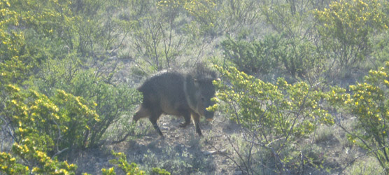 A javelina, also known as collared peccary (Pecari tajacu), moves among the creosotebush (Larrea tridentata) in Carlsbad Caverns National Park.