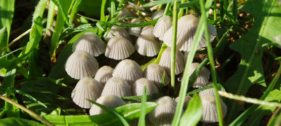 Mushrooms also hide in the park, appearing only after a rain.