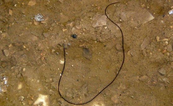 A horsehair worm in the phylum Nematomorpha.