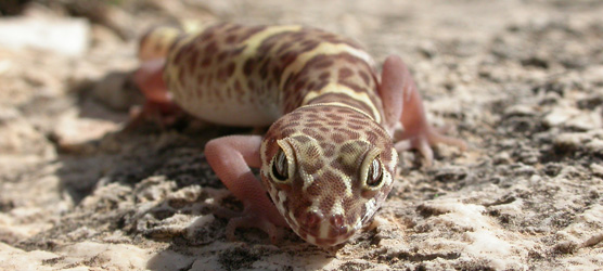 Texas banded gecko (Coleonyx brevis) is the only species of gecko in Carlsbad Caverns National Park.