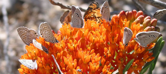 Orange butterflyweed (Asclepias tuberosa) isn’t just an important nectar source for this mix of butterflies—it also is a primary food for the caterpillar of the monarch butterfly (Danaus plexippus) and its relatives. It is among the park’s perennial plants that blooms reliably in the fall.