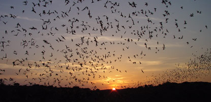 bats exit Carlsbad Cavern