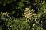 Pinyon Pine branch