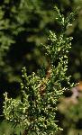 Juniper branch