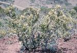 Mountain Mahogany