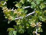 Skunkbush Sumac