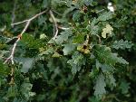 Gambel Oak