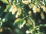 Chokecherry