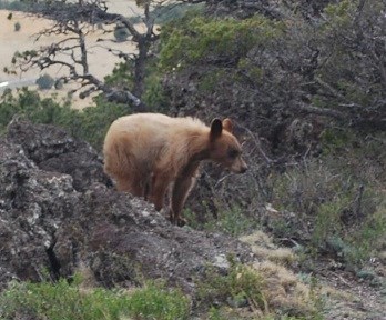 A young blonde black bear next to trail.