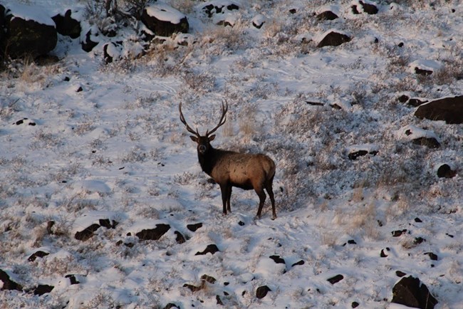 Elk standing in the snow across from Visitor Center