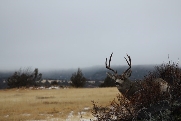 Mule Deer Buck on outcrop
