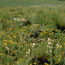  color photograph of flowers and grasses in prairie
