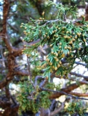 Juniper