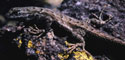 Color photograph of lizard on lichen covered rock.