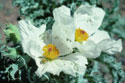 Color photograph of white prickly poppy blossoms.