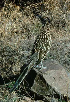 Color photograph of roadrunner standing on rock looking over its shoulder.