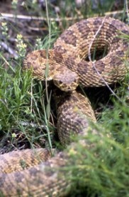 Rattlesnake