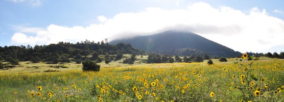 Capulin & Sunflower field