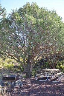 Capulin Volcano picnic area