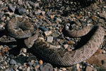 color photograph of rattlesnake poised to strike