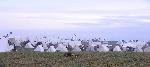 Confederate Camp - Early Morning