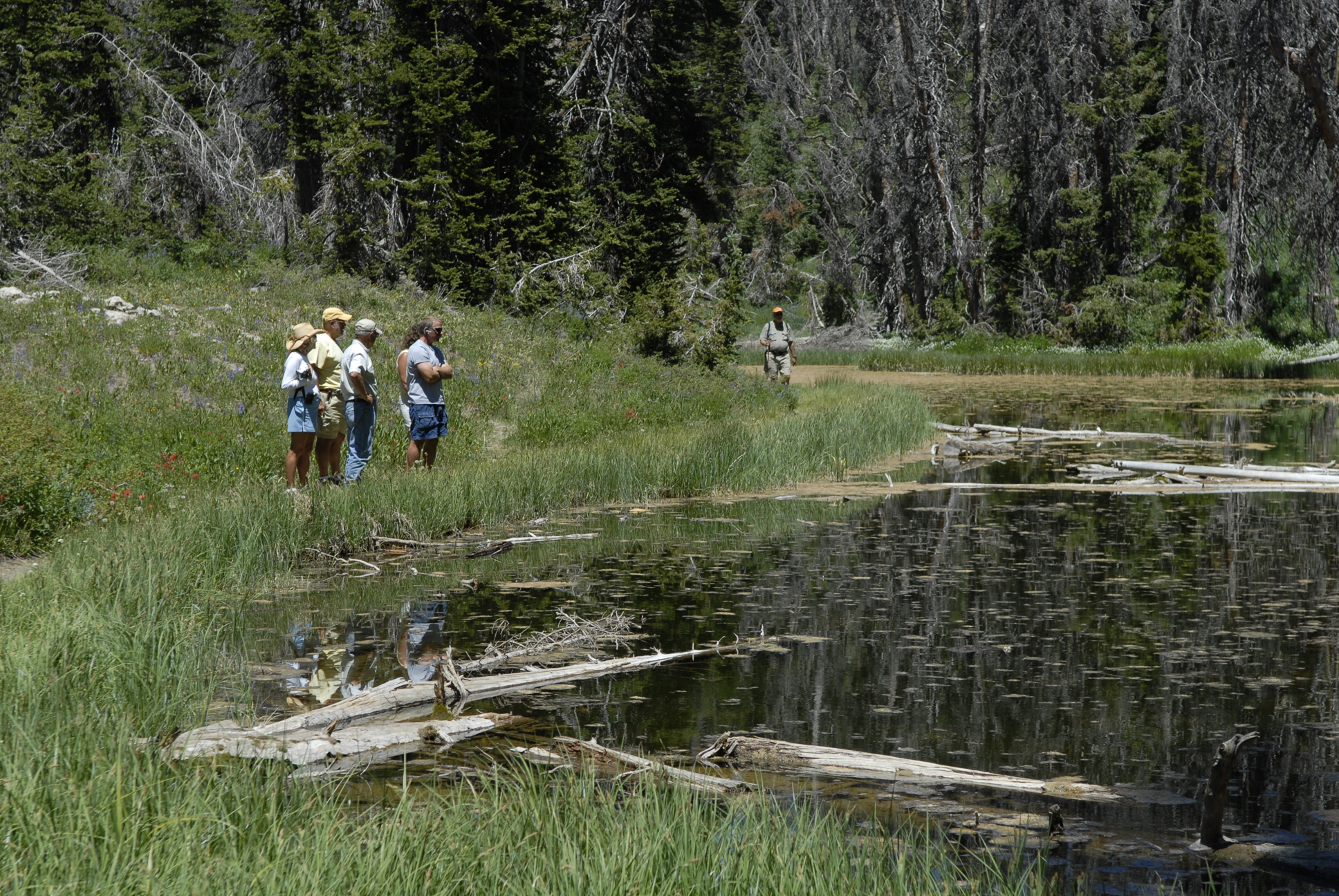 Alpine Pond Alpine Pond
