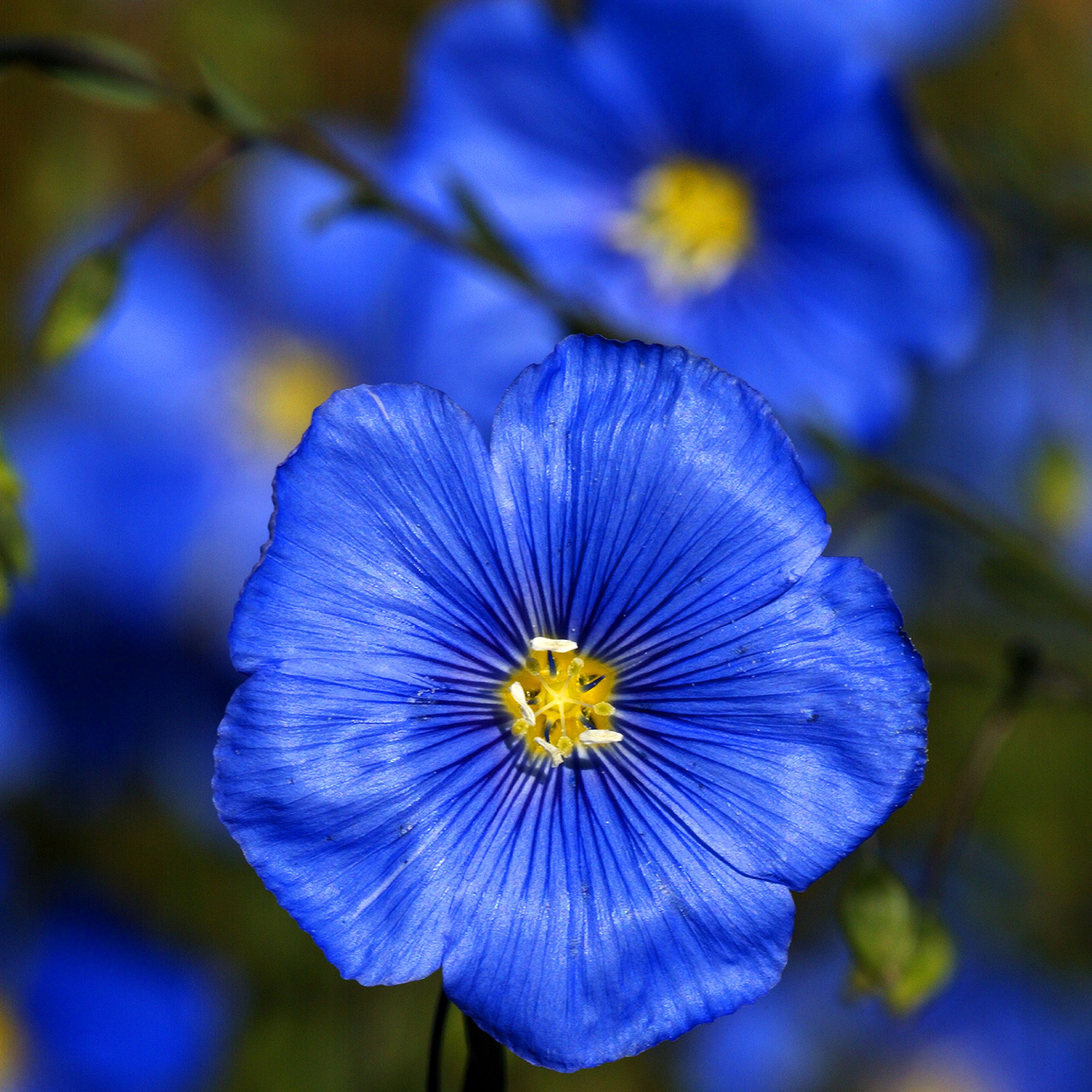 Blue Flax