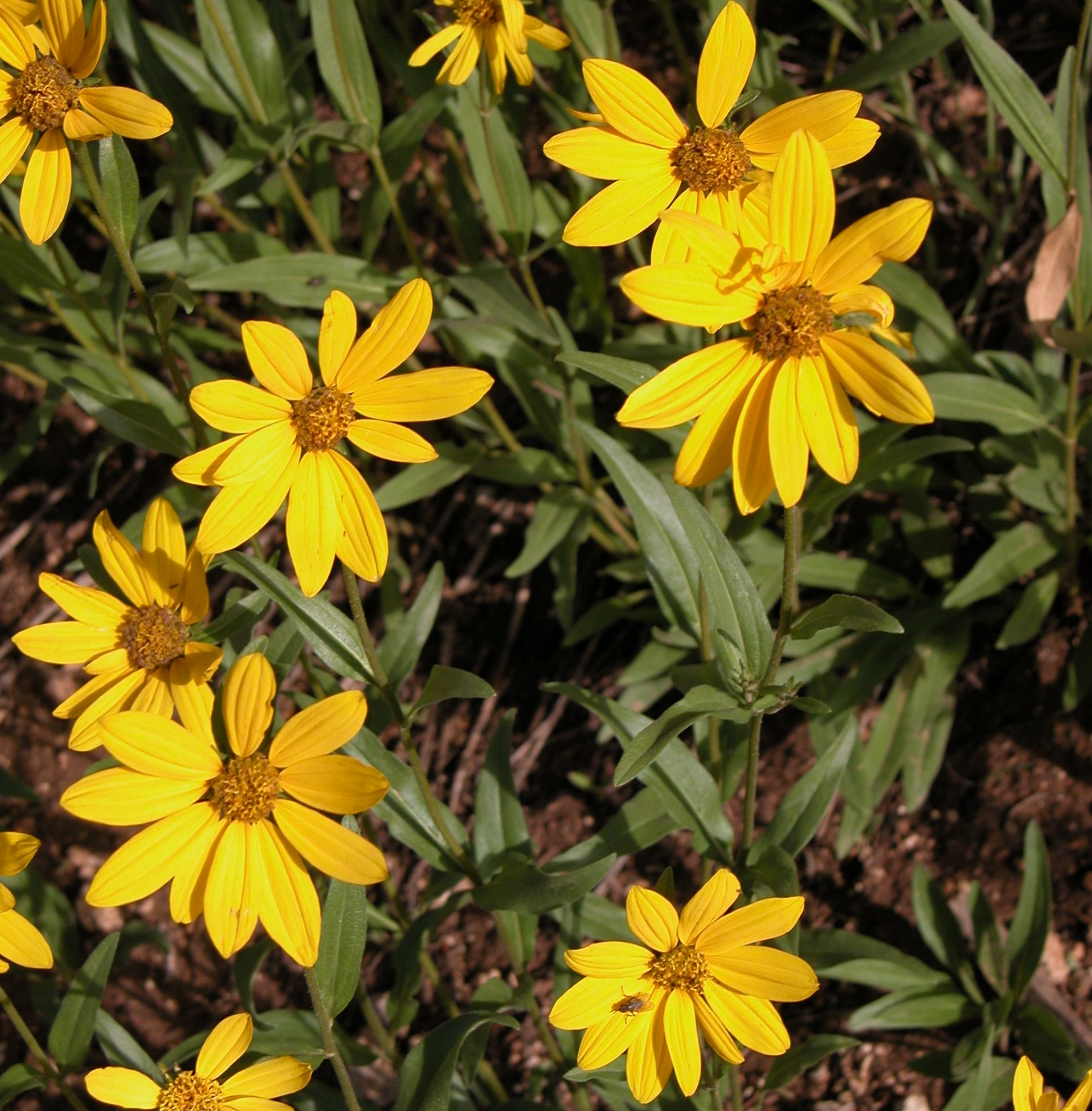Little Sunflower
