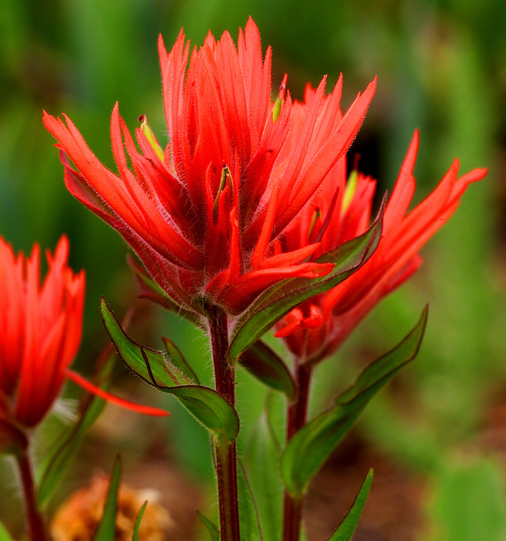 Scarlet Paintbrush
