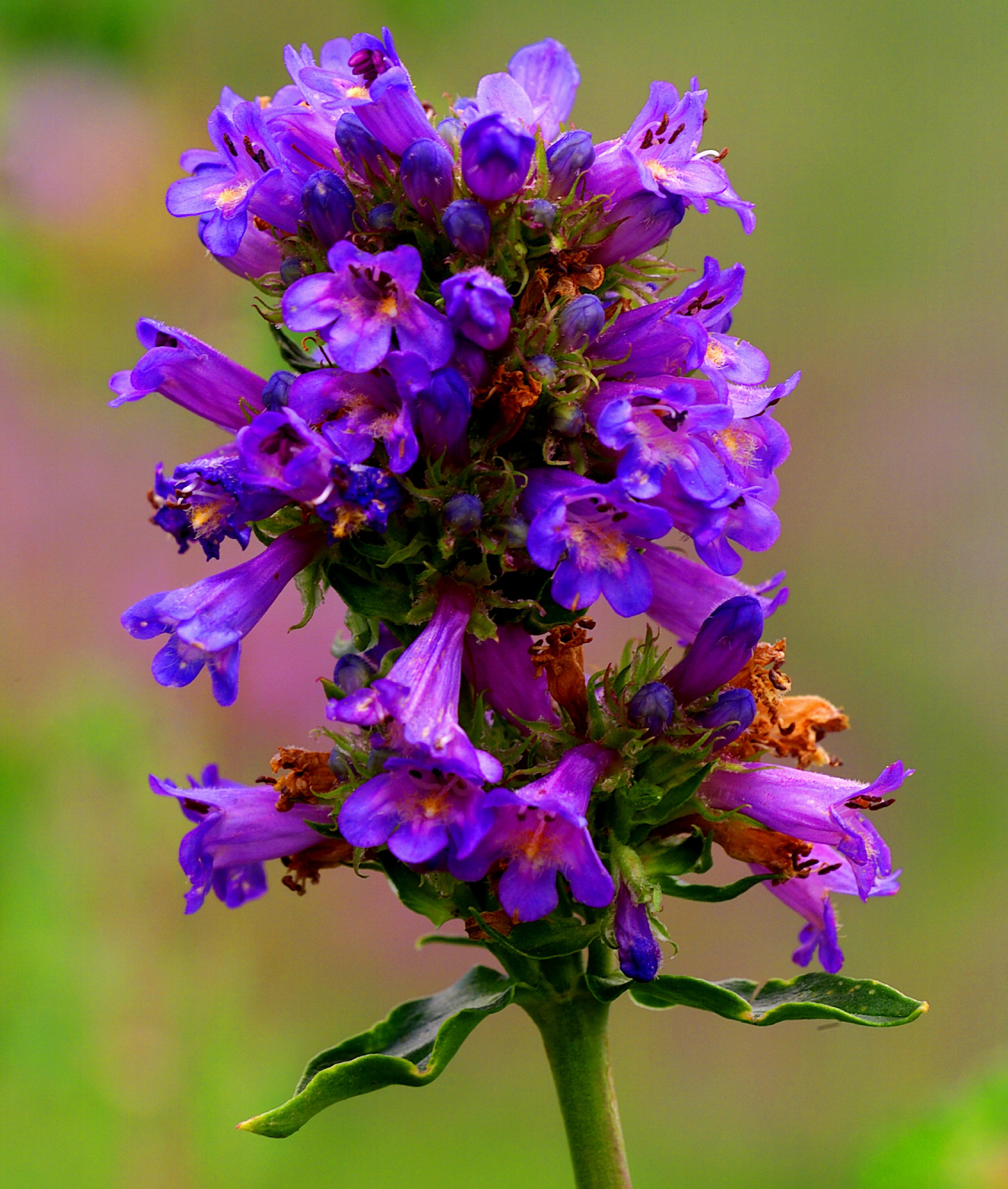 Rydberg Penstemon