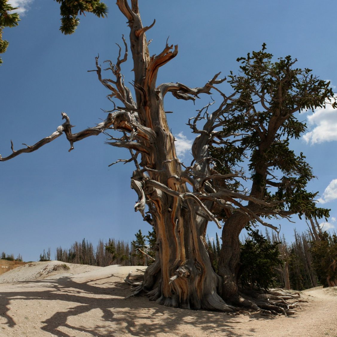 Bristlecone Pine Tree