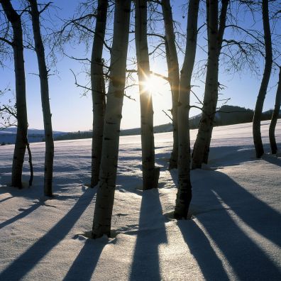 Winter Landscape