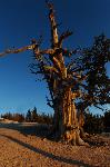 Bristlecone Pine